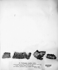 Diarthonis spadicea image